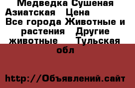 Медведка Сушеная Азиатская › Цена ­ 1 400 - Все города Животные и растения » Другие животные   . Тульская обл.